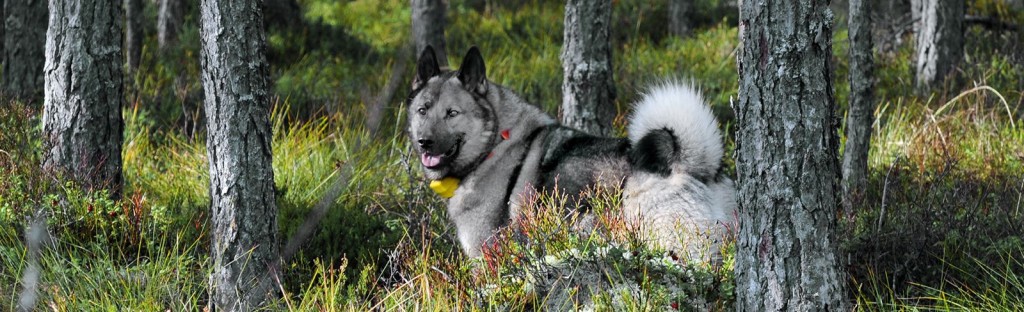 HUND